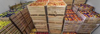 Fruits in crates ready for shipping. Cold storage interior.